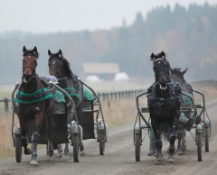 Hästarna tränar på, "business as usual" på Yttersta. Foto; A.Lindblom/Travkompaniet